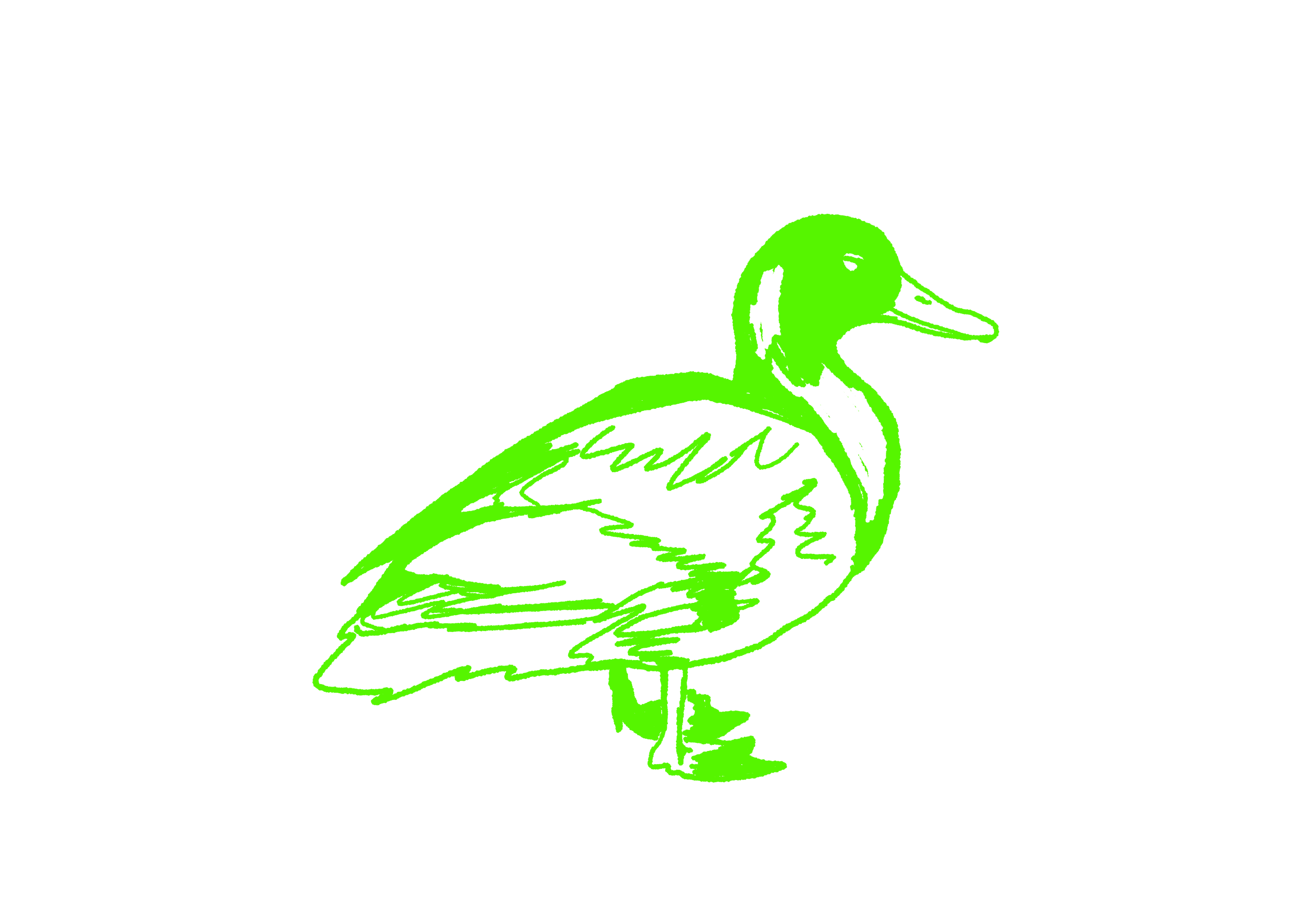 duck 4
