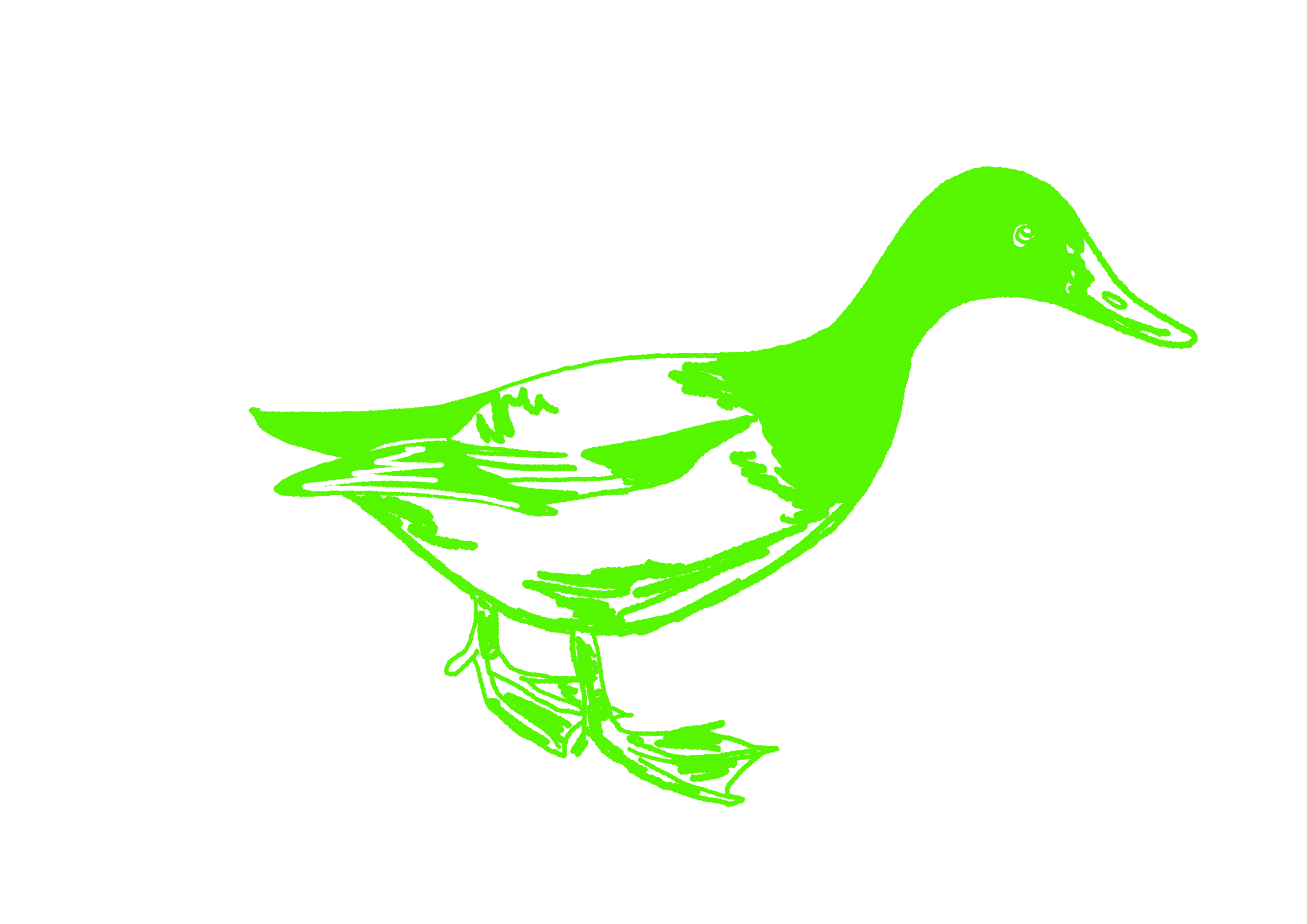 duck 5