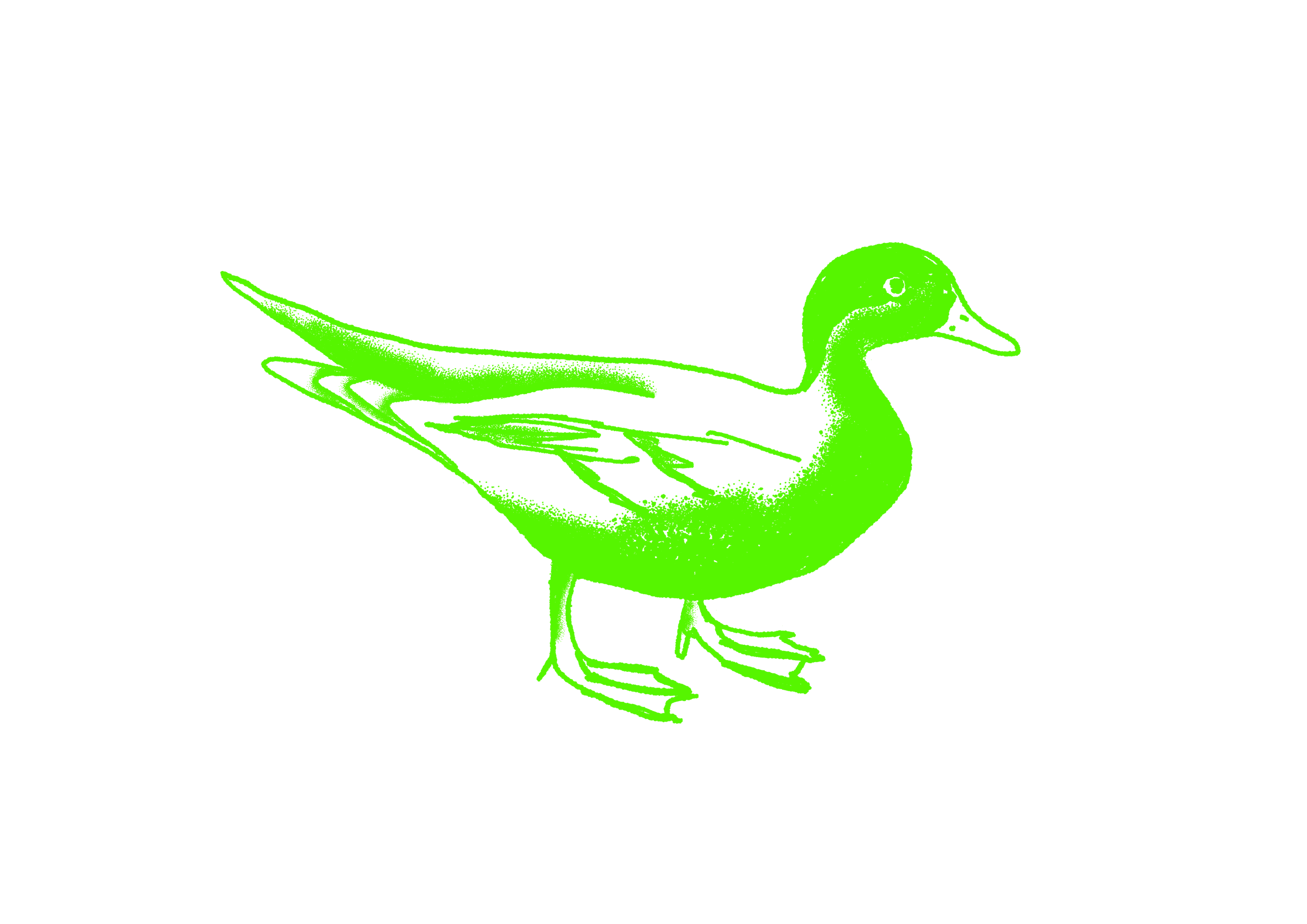 duck 6