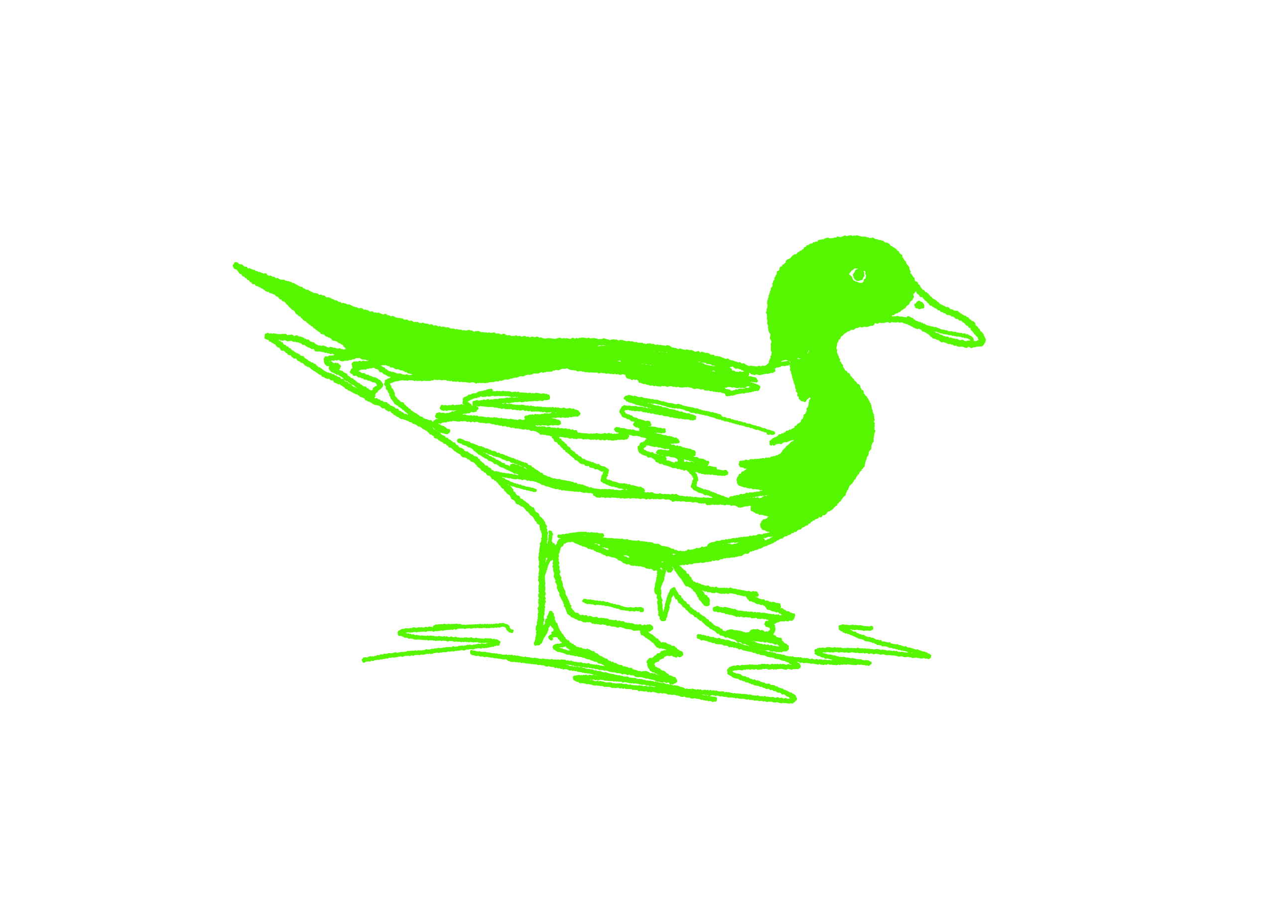 duck 7